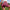 Women Sport Seamless Short Leggings High Waist Elastic Solid Yoga Leggings Ftness Gym Trainning Joggings Pants